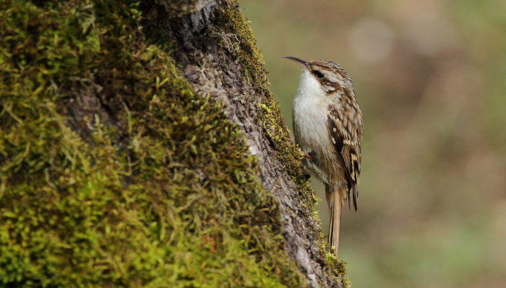 Balade nature dans le parc Charruyer
